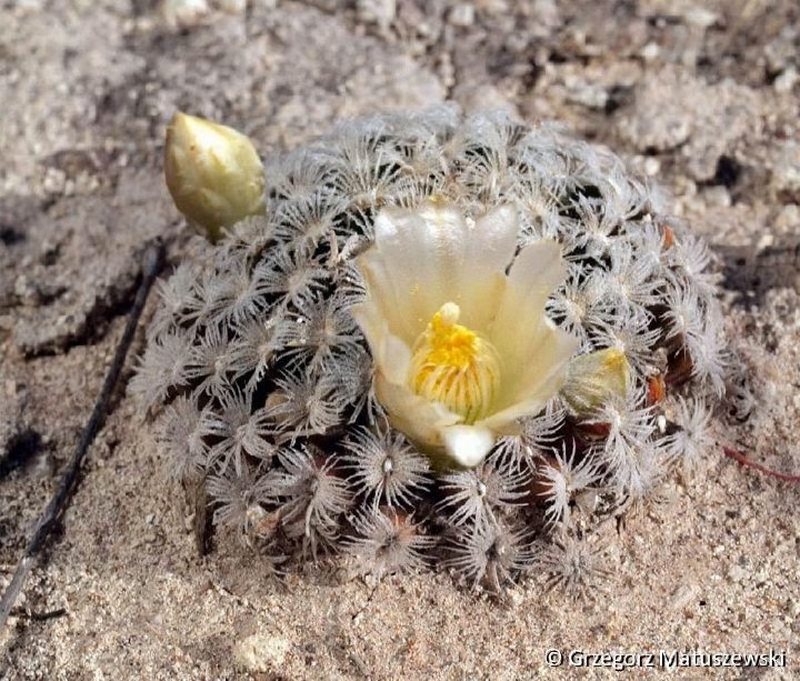 Mammillaria roemeri SanJuanCapistrano GFM